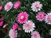 �}�[�K���b�g