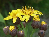 �}���o�_�P�u�L