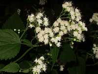 �}���o�t�W�o�J�}