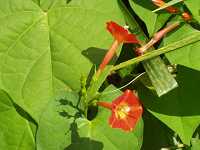 �}���o���R�E�\�E