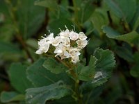 �}���o�V���c�P