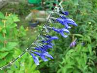 ���h�[�Z�[�W