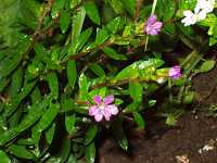 ���L�V�R�n�i���i�M