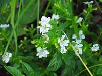 ���L�V�R�n�i���i�M