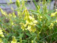 �������[�g