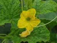 �v�����X�������̉�