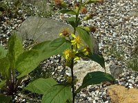 �~���}�A�L�m�L�����\�E