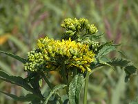 �~���}�A�L�m�L�����\�E