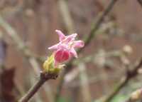 �~���}�E�O�C�X�J�O��