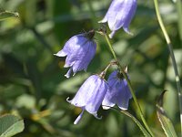 ���C���V���W��