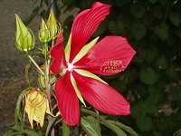 ���~�W�A�I�C