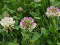 �����C���V���c���N�T