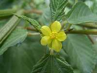 �����w�C��