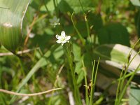 ���E�Z���S�P