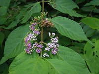 �����T�L�V�L�u