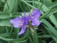 �����T�L�c���N�T