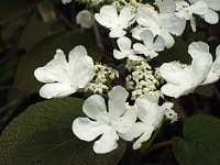 ���V�J��