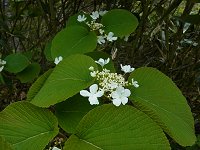 ���V�J��