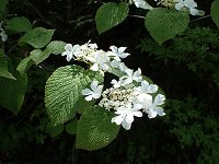 ���V�J��