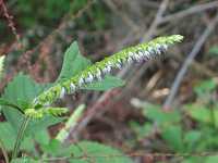 �i�M�i�^�R�E�W��