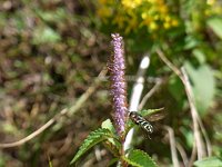 �i�M�i�^�R�E�W��