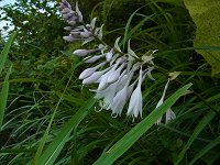 �i�����M�{�E�V