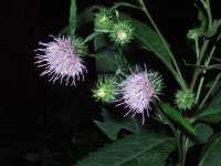 �i���u�A�U�~