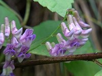 �i���e���n�M