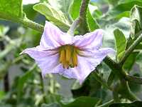 �~�h���i�X�̉�