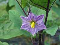 �i�K�i�X�̉�