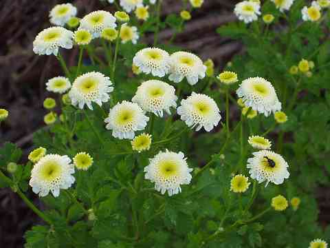 �}�g���J���A