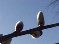 �l�R���i�M