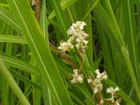 �l�i�V�J�Y��