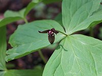 �G�����C�\�E