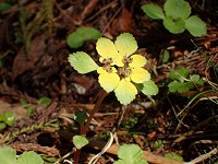 �z�N���N�l�R�m���\�E