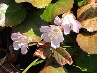 �C���E�`��