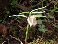 �R�V�m�R�o�C��