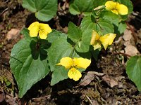 �I�I�o�L�X�~��