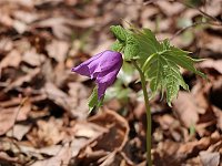 �V���l�A�I�C