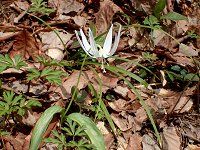 �V���o�i�J�^�N��