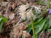 �V���E�W���E�o�J�}