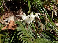 �g�L���C�J���\�E