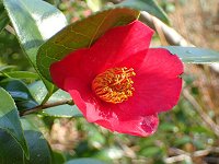 ���L�c�o�L