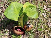 �U�[���\�E