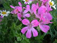 �j�I�C�[���j�E��