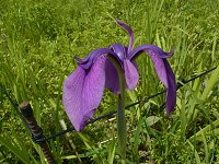 �m�n�i�V���E�u