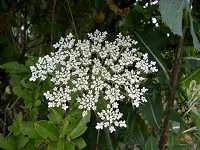 �m���j���W��