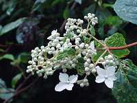 �m���E�c�M