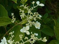 �m���E�c�M