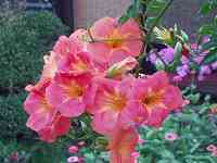 �m�E�[���J�Y��